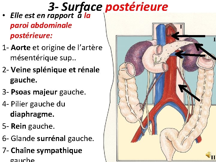 3 - Surface postérieure • Elle est en rapport à la paroi abdominale postérieure: