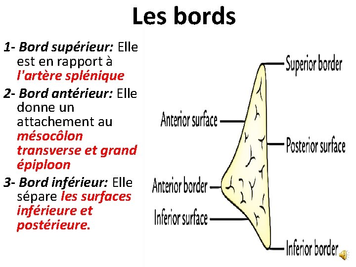 Les bords 1 - Bord supérieur: Elle est en rapport à l'artère splénique 2