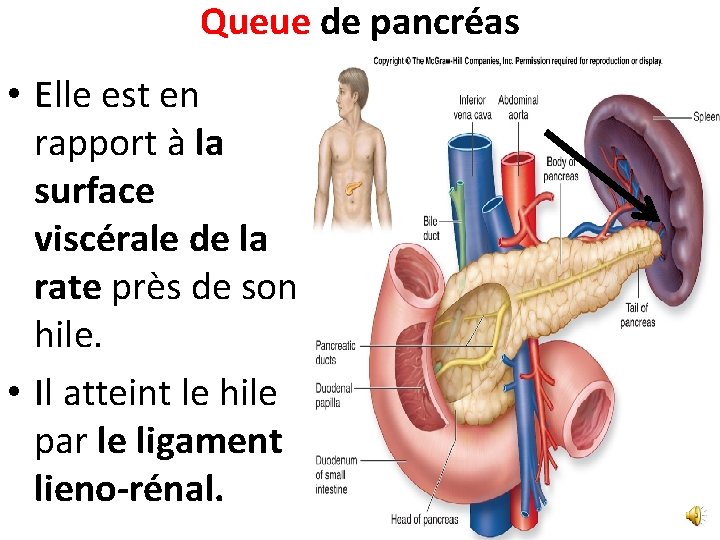 Queue de pancréas • Elle est en rapport à la surface viscérale de la