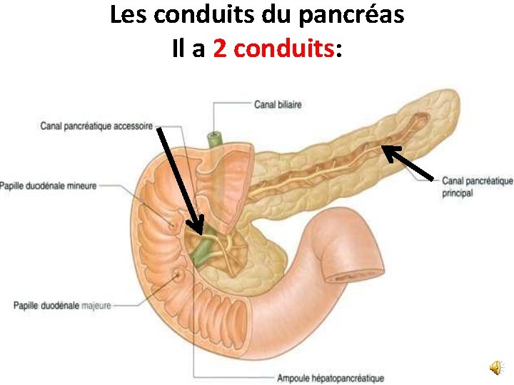 Les conduits du pancréas Il a 2 conduits: 