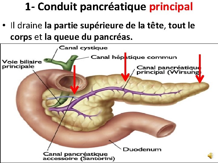 1 - Conduit pancréatique principal • Il draine la partie supérieure de la tête,