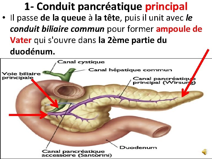 1 - Conduit pancréatique principal • Il passe de la queue à la tête,