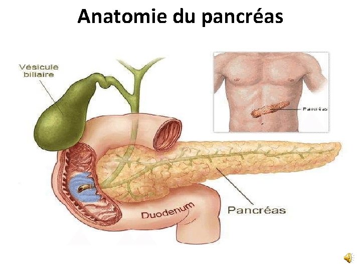 Anatomie du pancréas 