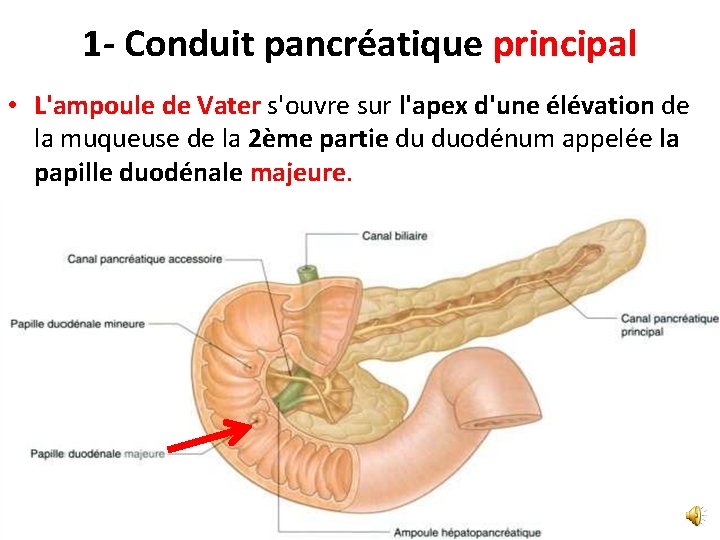 1 - Conduit pancréatique principal • L'ampoule de Vater s'ouvre sur l'apex d'une élévation