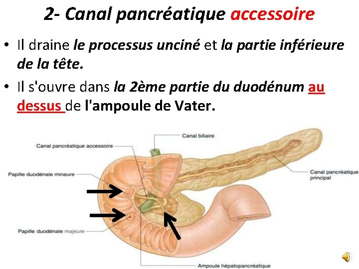 2 - Canal pancréatique accessoire • Il draine le processus unciné et la partie