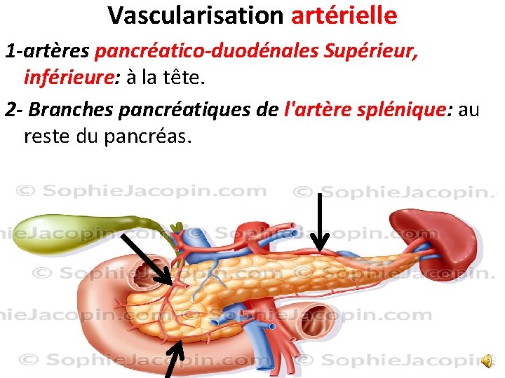 Vascularisation artérielle 1 -artères pancréatico-duodénales Supérieur, inférieure: à la tête. 2 - Branches pancréatiques