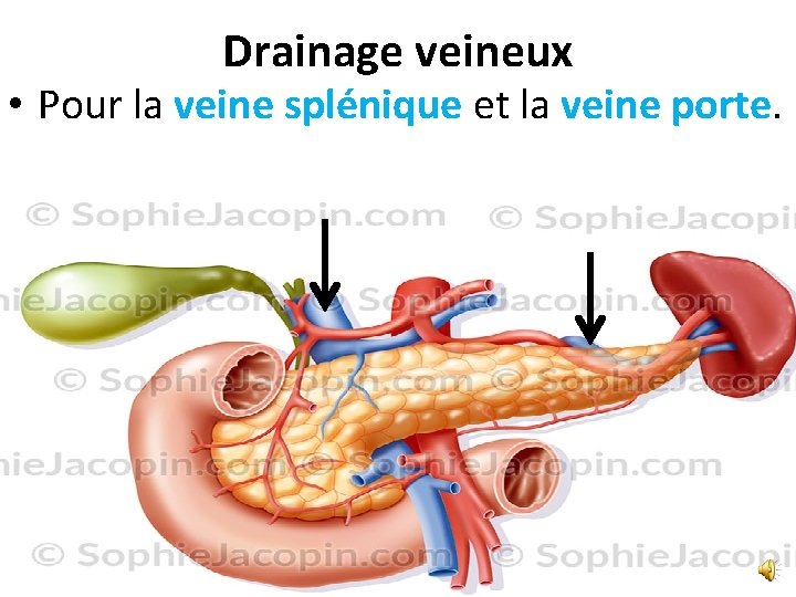 Drainage veineux • Pour la veine splénique et la veine porte. 