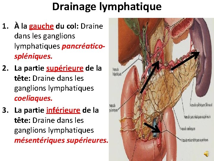 Drainage lymphatique 1. À la gauche du col: Draine dans les ganglions lymphatiques pancréaticospléniques.