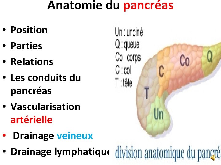 Anatomie du pancréas Position Parties Relations Les conduits du pancréas • Vascularisation artérielle •