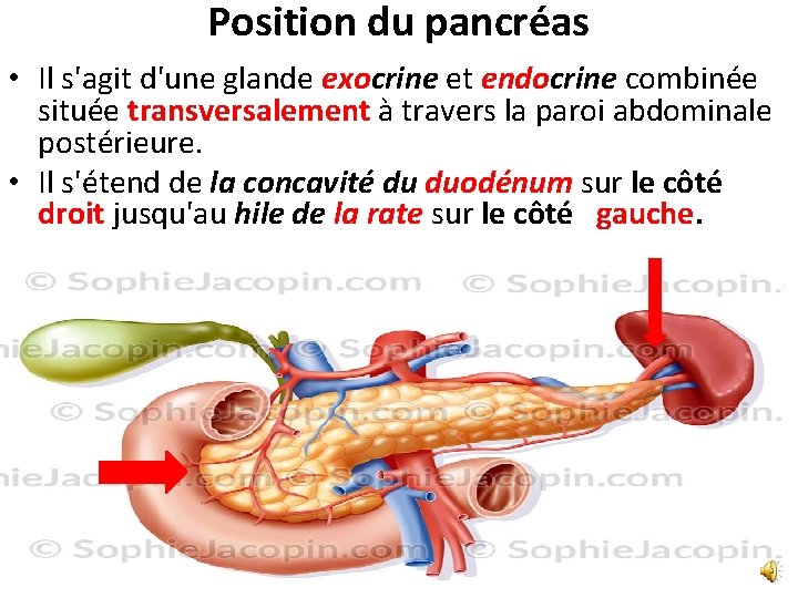 Position du pancréas • Il s'agit d'une glande exocrine et endocrine combinée située transversalement