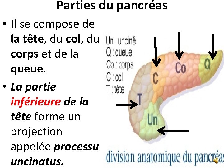 Parties du pancréas • Il se compose de la tête, du col, du corps