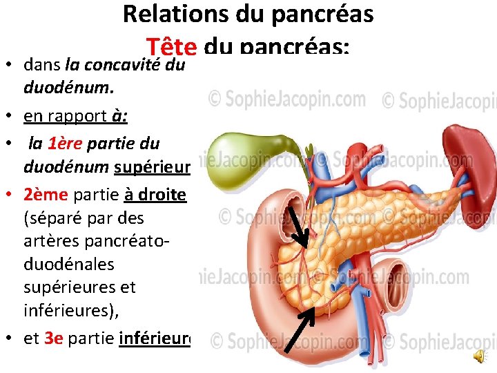 Relations du pancréas Tête du pancréas: • dans la concavité du duodénum. • en