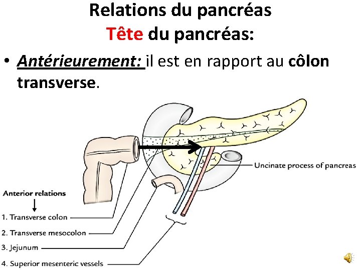 Relations du pancréas Tête du pancréas: • Antérieurement: il est en rapport au côlon