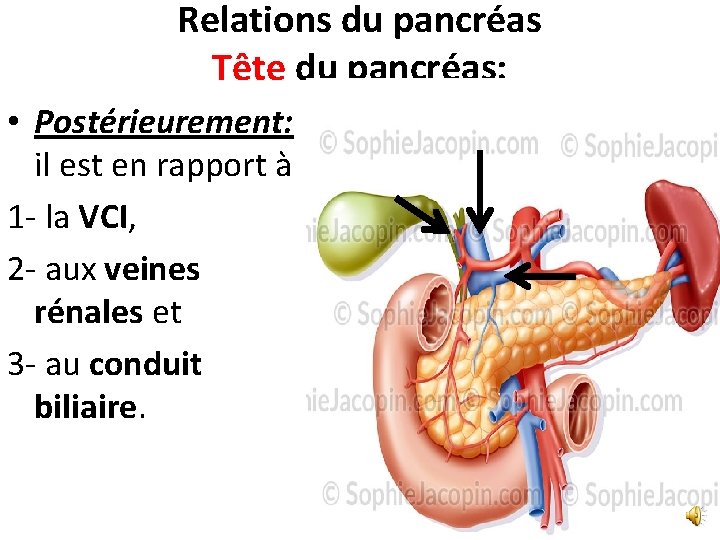 Relations du pancréas Tête du pancréas: • Postérieurement: il est en rapport à 1