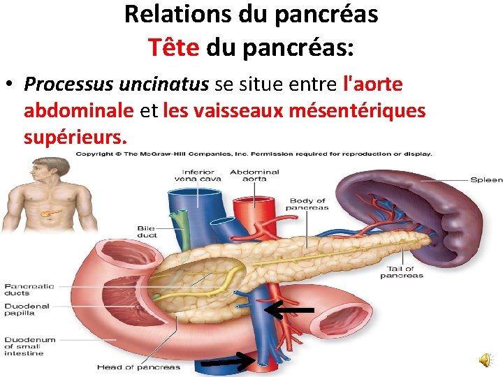 Relations du pancréas Tête du pancréas: • Processus uncinatus se situe entre l'aorte abdominale