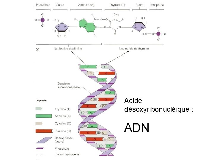 Acide désoxyribonucléique : ADN 