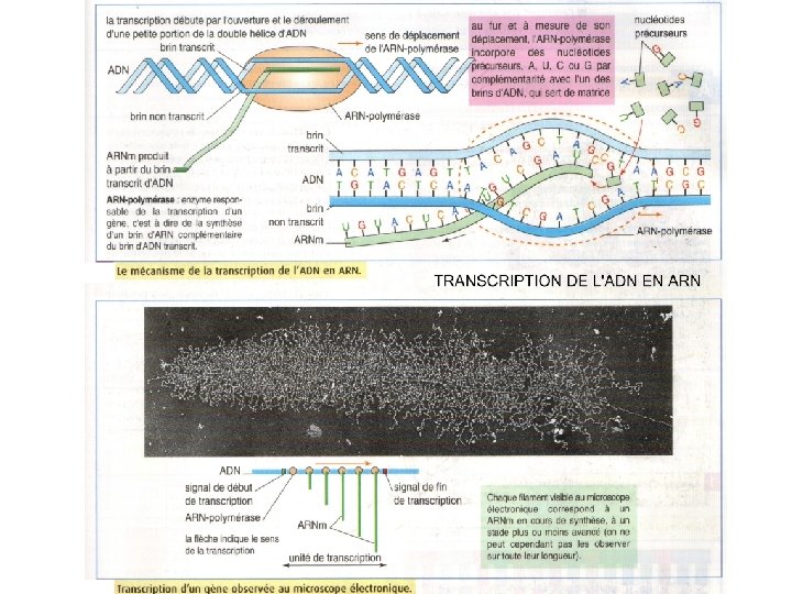 Transcription : schéma et puffs 