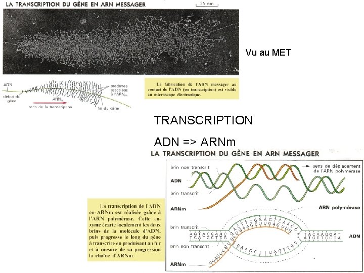 Vu au MET TRANSCRIPTION ADN => ARNm 