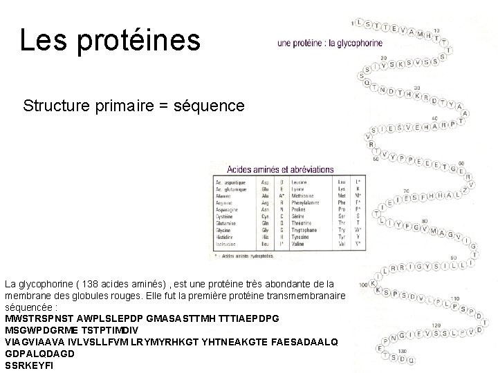 Les protéines Structure primaire = séquence La glycophorine ( 138 acides aminés) , est