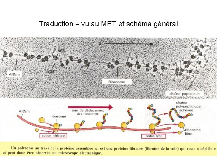Traduction = vu au MET et schéma général 