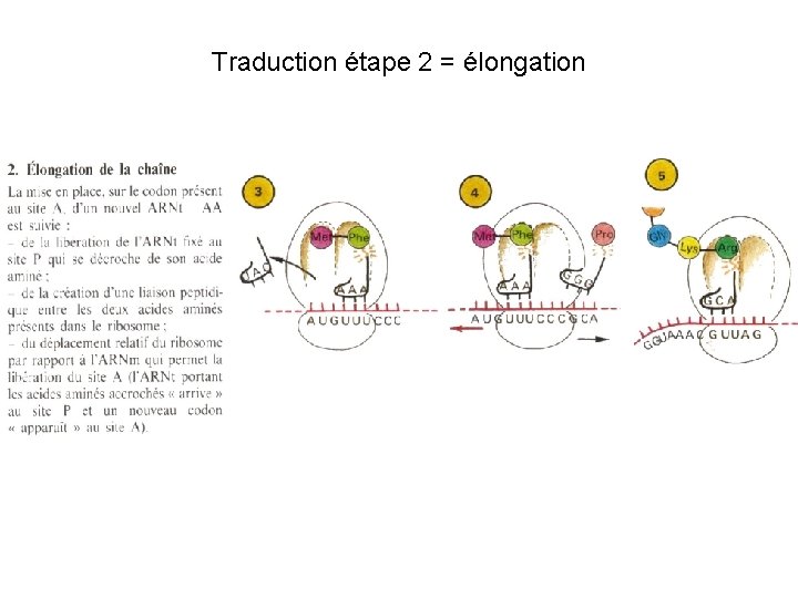 Traduction étape 2 = élongation 