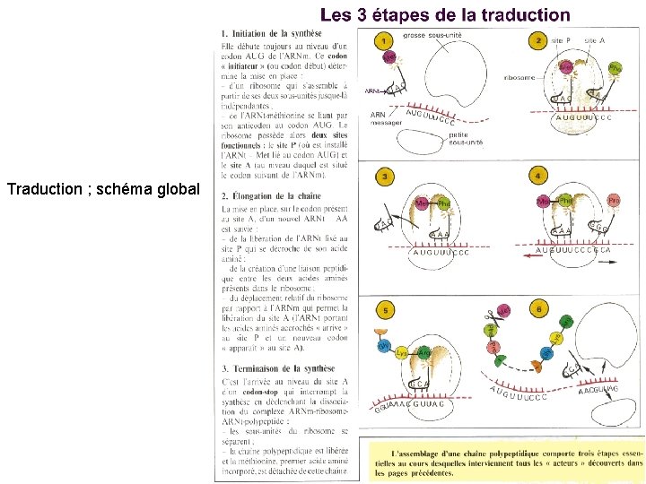 Traduction ; schéma global 