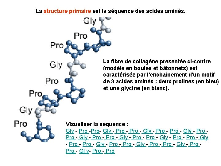 La structure primaire est la séquence des acides aminés. La fibre de collagène présentée