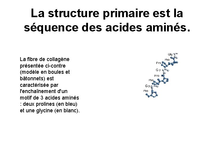 La structure primaire est la séquence des acides aminés. La fibre de collagène présentée