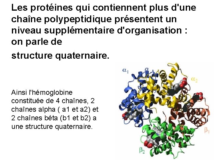 Les protéines qui contiennent plus d'une chaîne polypeptidique présentent un niveau supplémentaire d'organisation :