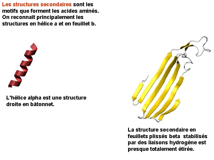 Les structures secondaires sont les motifs que forment les acides aminés. On reconnaît principalement