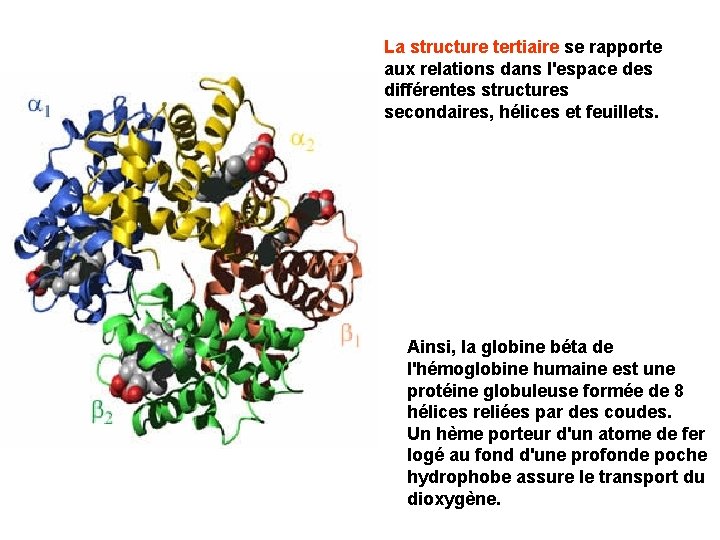 La structure tertiaire se rapporte aux relations dans l'espace des différentes structures secondaires, hélices