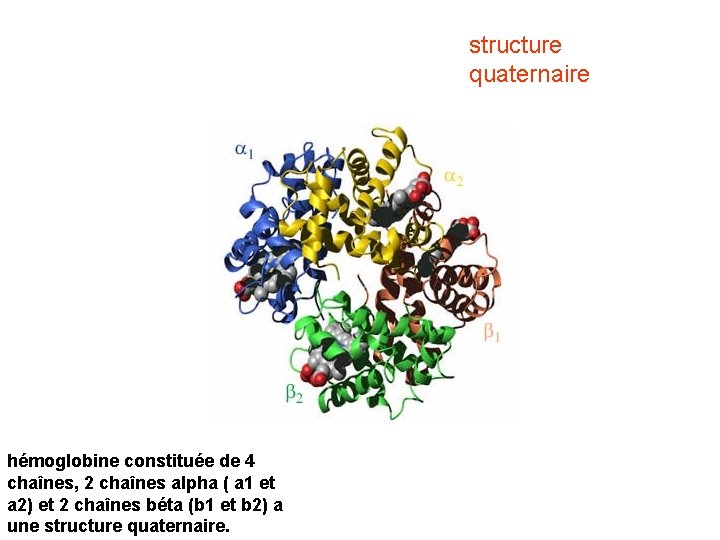 structure quaternaire hémoglobine constituée de 4 chaînes, 2 chaînes alpha ( a 1 et