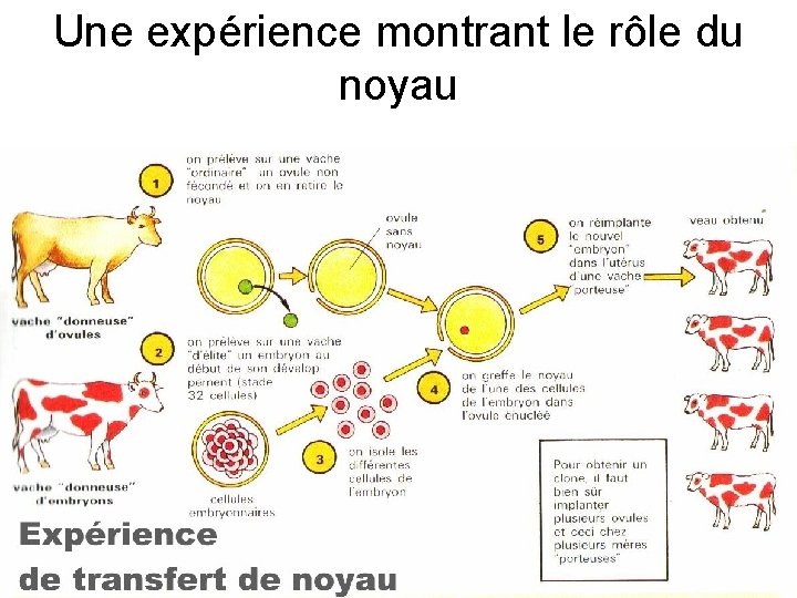 Une expérience montrant le rôle du noyau 