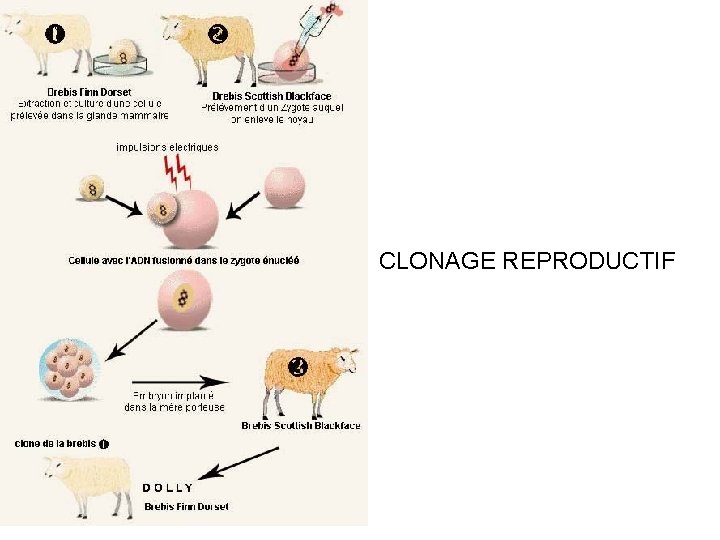 CLONAGE REPRODUCTIF 