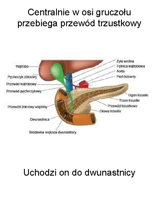 Centralnie w osi gruczołu przebiega przewód trzustkowy Uchodzi on do dwunastnicy 