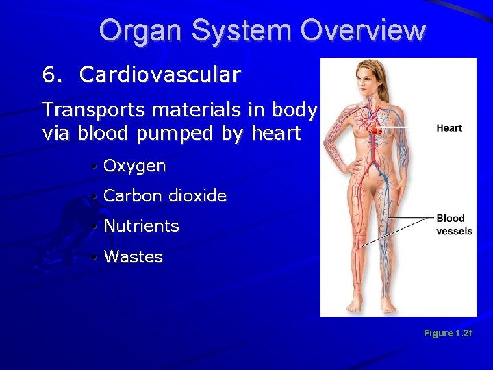 Organ System Overview 6. Cardiovascular Transports materials in body via blood pumped by heart