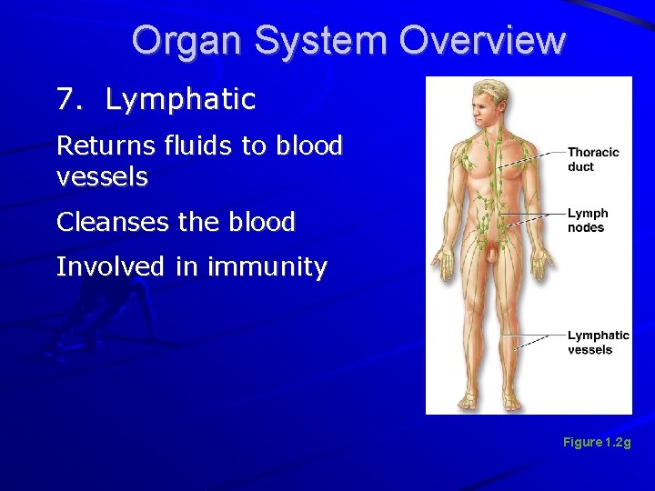 Organ System Overview 7. Lymphatic Returns fluids to blood vessels Cleanses the blood Involved