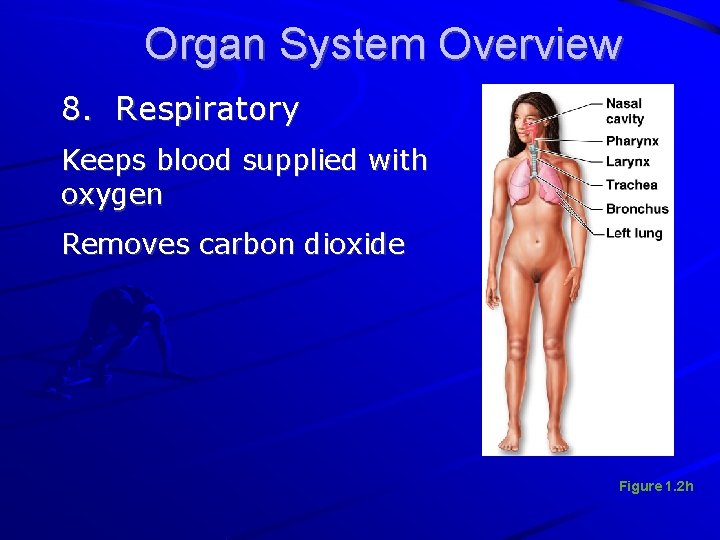 Organ System Overview 8. Respiratory Keeps blood supplied with oxygen Removes carbon dioxide Figure