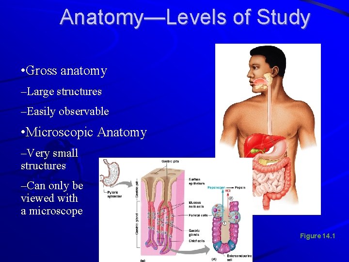Anatomy—Levels of Study • Gross anatomy –Large structures –Easily observable • Microscopic Anatomy –Very