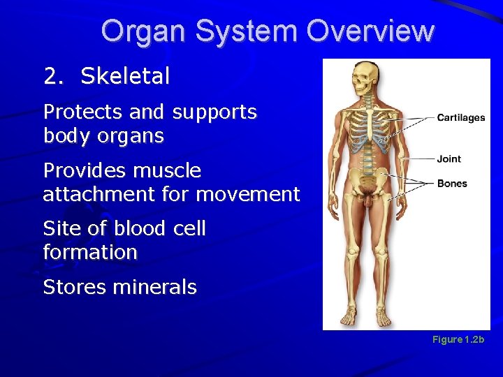 Organ System Overview 2. Skeletal Protects and supports body organs Provides muscle attachment for