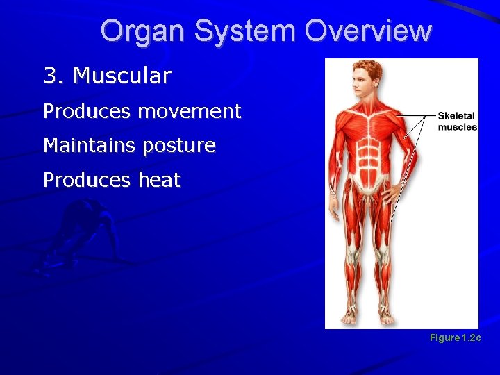 Organ System Overview 3. Muscular Produces movement Maintains posture Produces heat Figure 1. 2