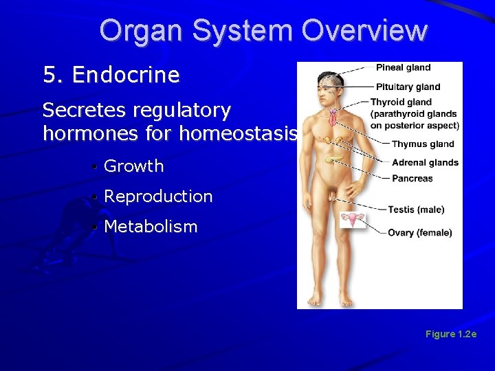 Organ System Overview 5. Endocrine Secretes regulatory hormones for homeostasis • Growth • Reproduction