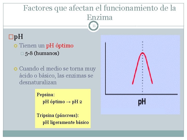 Factores que afectan el funcionamiento de la Enzima 11 �p. H Tienen un p.