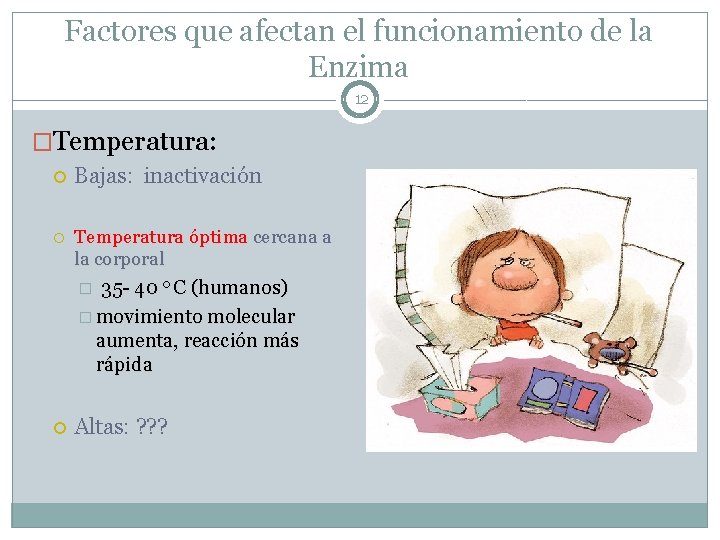 Factores que afectan el funcionamiento de la Enzima 12 �Temperatura: Bajas: inactivación Temperatura óptima