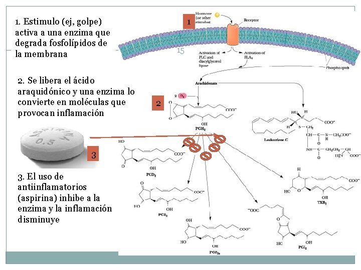 1 1. Estimulo (ej, golpe) activa a una enzima que degrada fosfolípidos de la