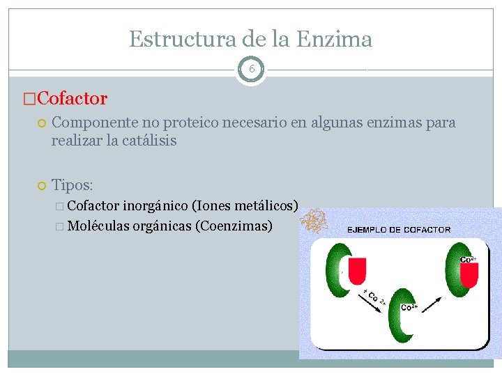 Estructura de la Enzima 6 �Cofactor Componente no proteico necesario en algunas enzimas para