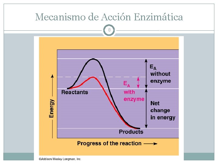 Mecanismo de Acción Enzimática 8 