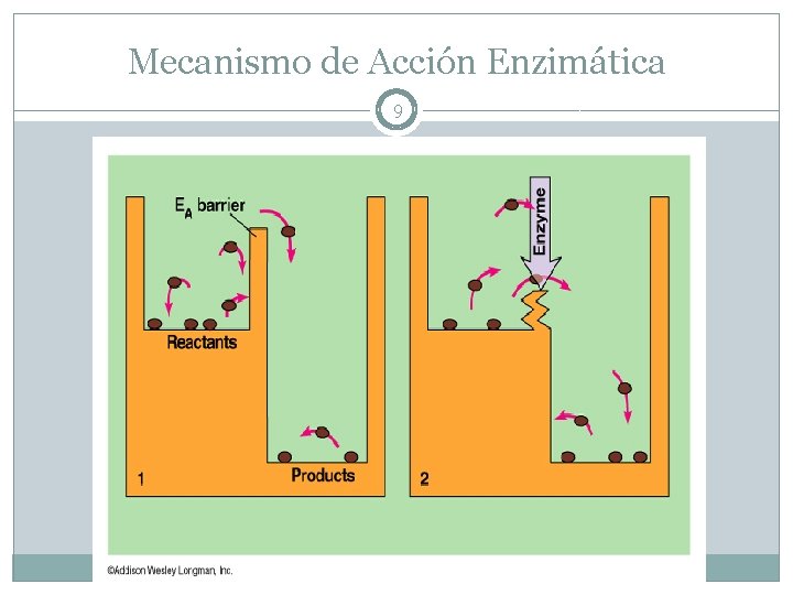 Mecanismo de Acción Enzimática 9 