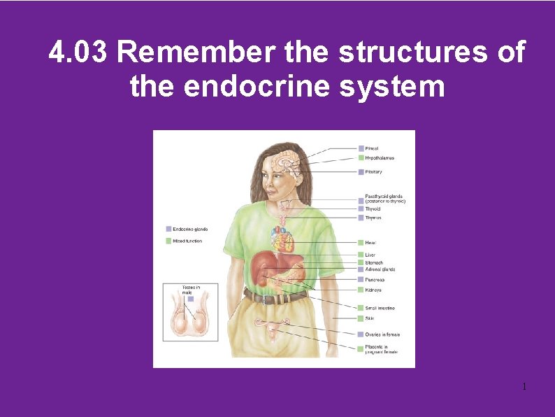 4. 03 Remember the structures of the endocrine system 1 