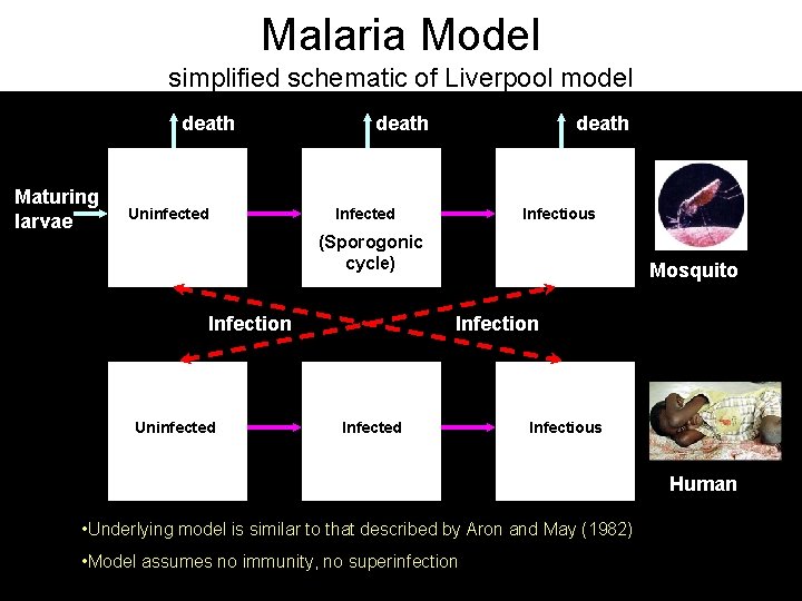 Malaria Model simplified schematic of Liverpool model death Maturing larvae Uninfected death Infected Infectious